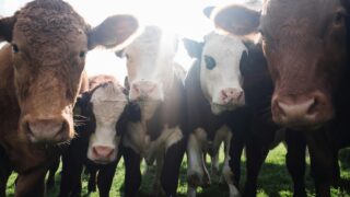 牛乳の牛、どんな種類がいるの? 〜乳牛の品種と特徴を知ろう〜